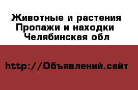 Животные и растения Пропажи и находки. Челябинская обл.